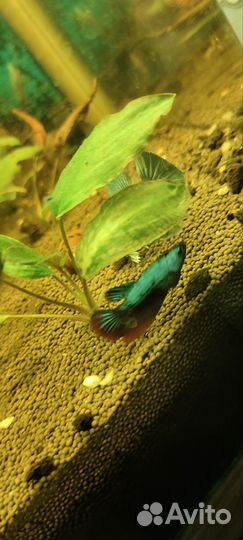 Аквариумные рыбки петушок