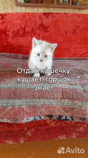 Отдам бесплатно котят