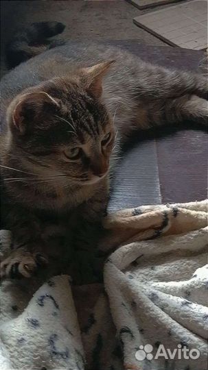 Кошка бесплатно