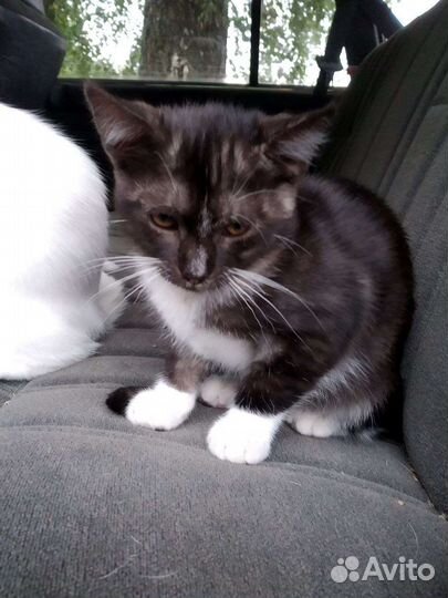 Белые котята