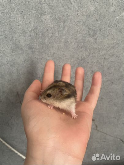 Джунгарские хомячки