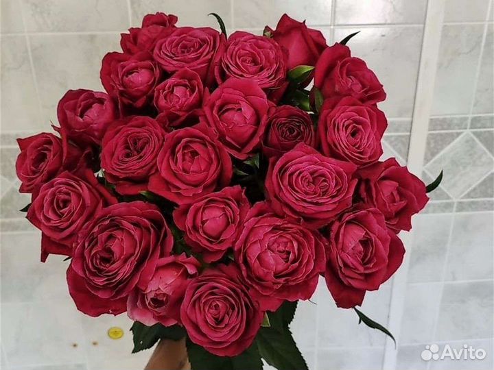 Роза букет 25 шт. Голландия Свежая