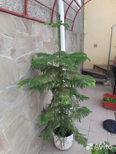 Араукария чилийская