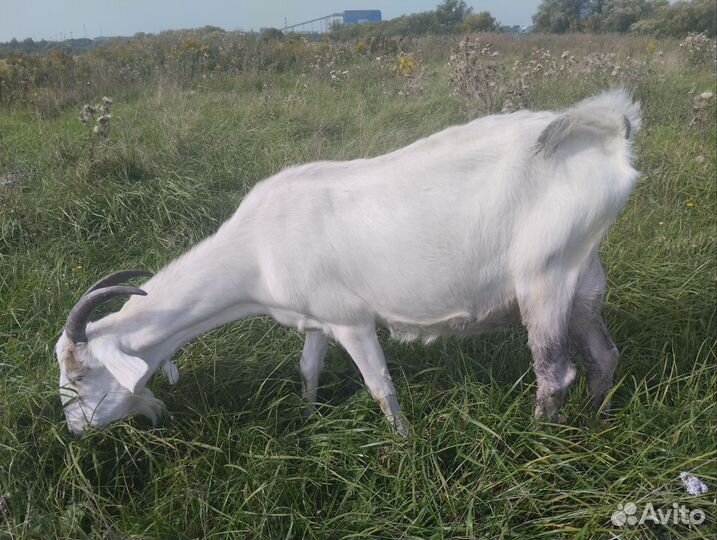 Коза дойная