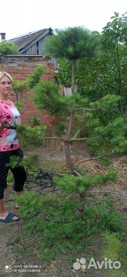 Павлония, Трапезунд, Жасмин, ива,черноплодка