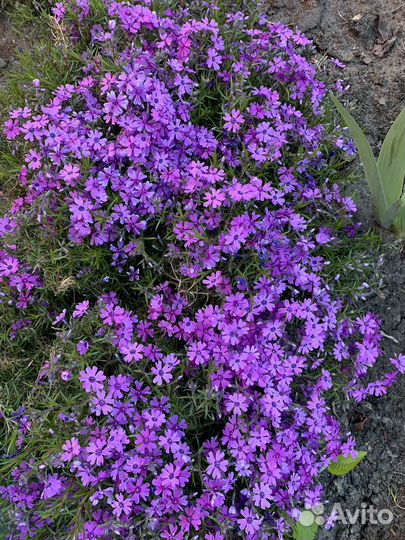 Почвопокровные растения многолетники