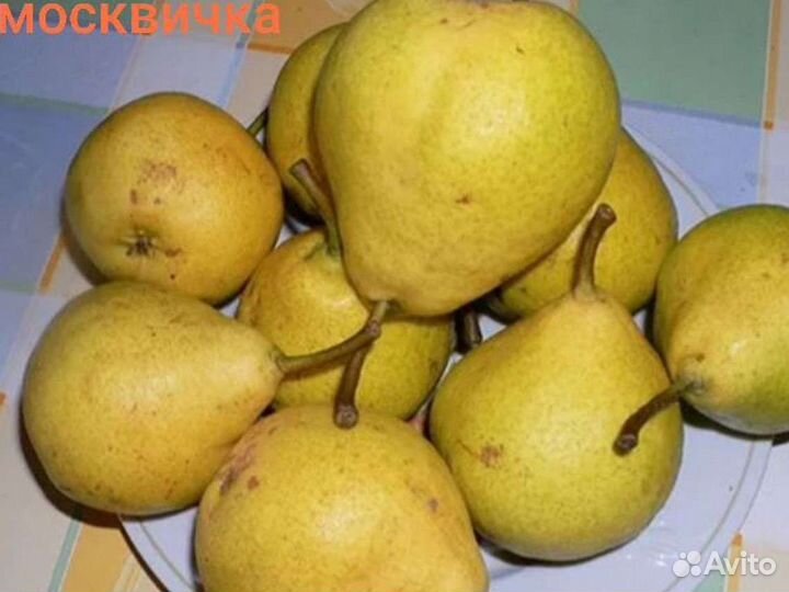 Саженцы плодовых деревьев