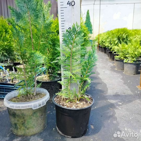 Кипарисовик Лавсона голубой
