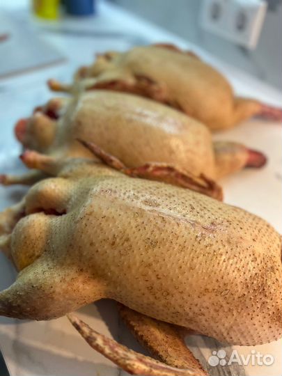 Утка домашняя мясо