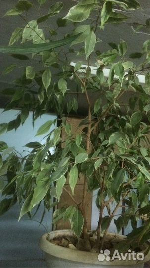 Комнатные домашние растения