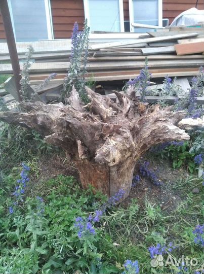 Дубовый пень, спил тополя