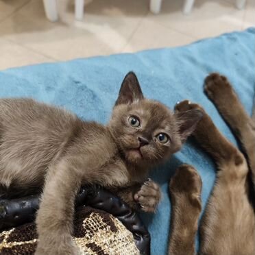 Европейский бурманский котёнок