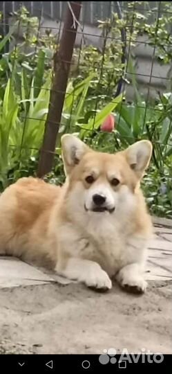 Вельш Корги Пемброк