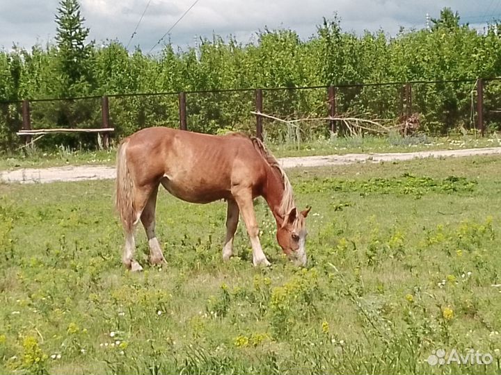 Кобыла с жеребенком
