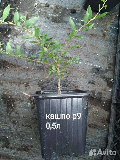 Спирея грефшейм