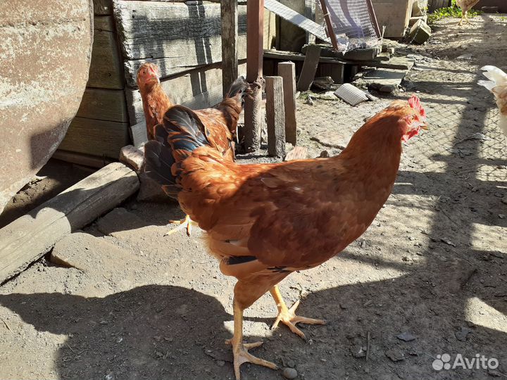 Петухи домашние
