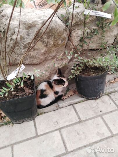 Котята в добрые руки бесплатно