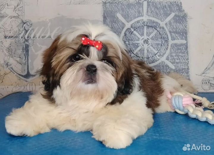 Собачка хризантема, львиная собачка1111