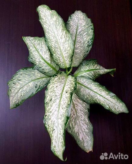 Диффенбахия Udomsub (white form )