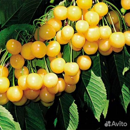 Саженцы Черешня Дрогана Жёлтое