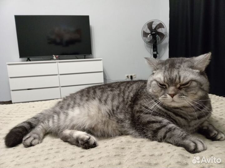 В связи с переездом отдам британца с паспортом