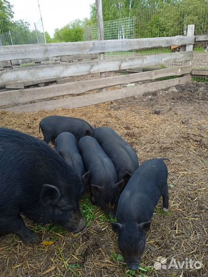 Вьетнамские поросята