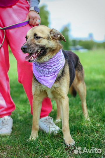 Собаку предали и вернули в приют как ненужную вещь