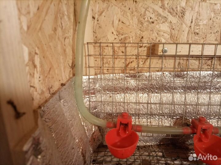 Клетка -брудер для цыплят,цыплята суточные