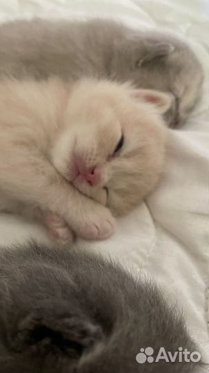 Британская