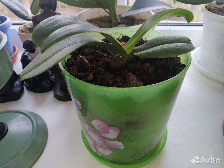 Фикус и Архидея