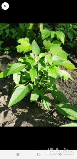 Перец декоративный, комнатный