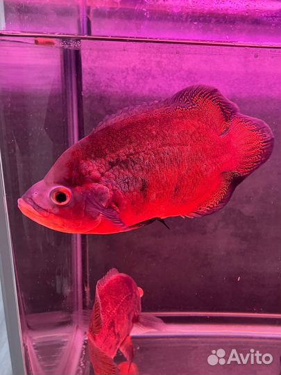 Астронотус