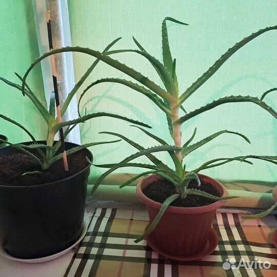 Алоэ столетник, 3 года