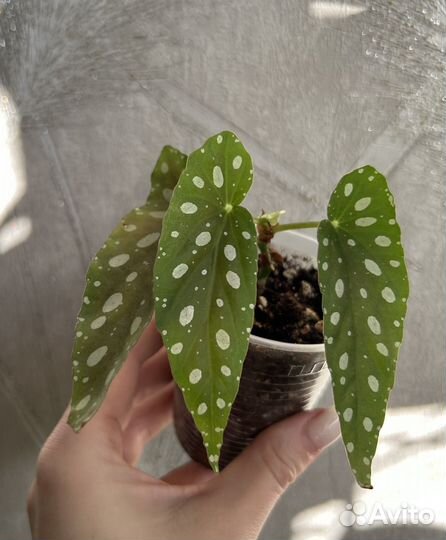 Бегония Макулата