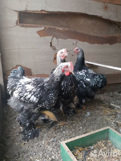 Петухи кохинхин, брама, барневельдер