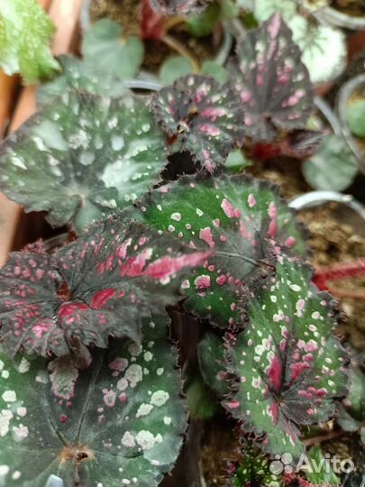 Бегония декоративно лиственная 3