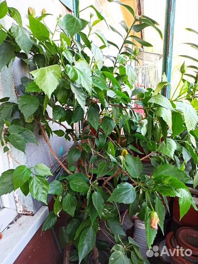 Гибискус китайская роза розовый