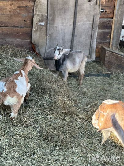 Продам козлят