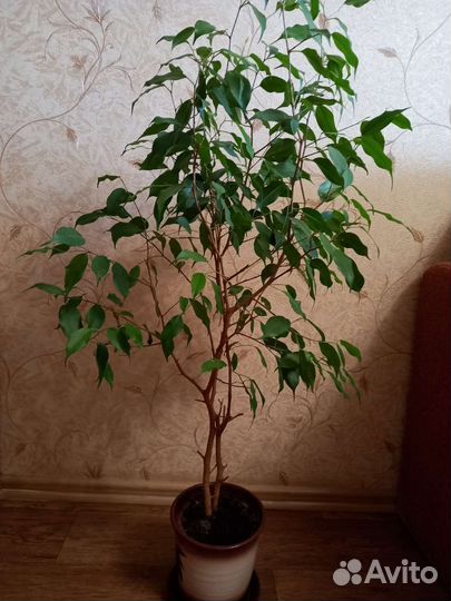 Фикус бенджамина пестролистный