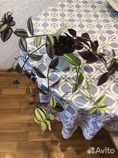 Традесканция и Колеус