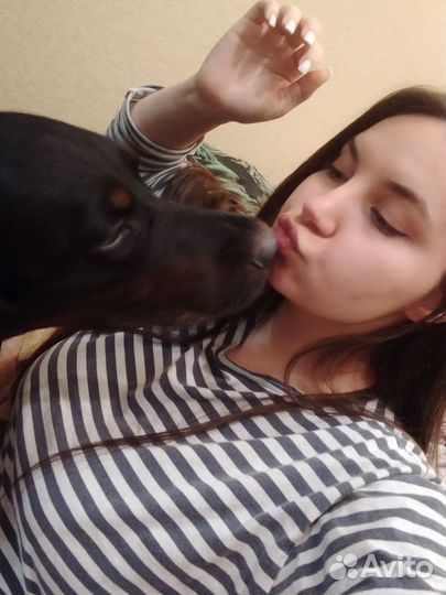 Передержка собак,выгул