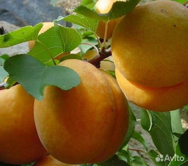 Саженцы Абрикоса Крымский Амур