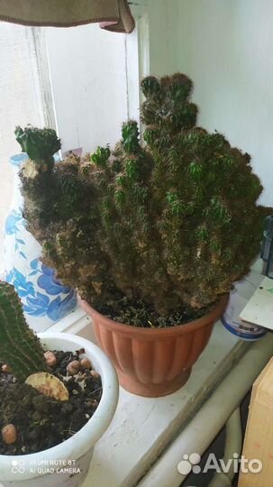 Кактус цереус перуанский