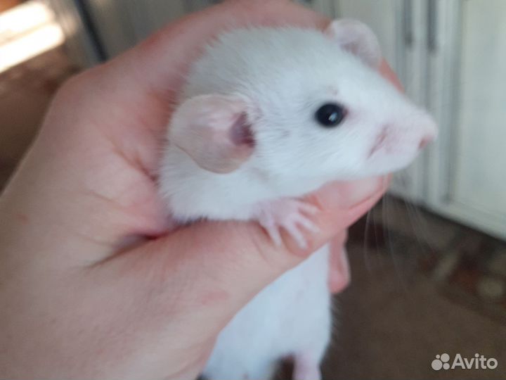 Крыса дамбо