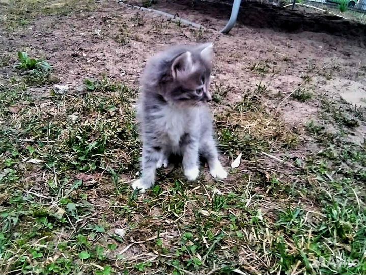 Кошка в дар бесплатно
