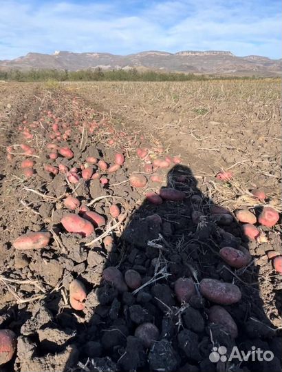 Картофель крупный