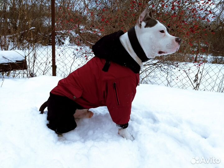 Зимний комбинезон-куртка 2в1 для собак