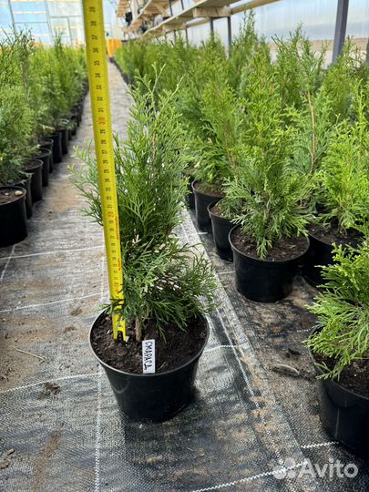 Туи в ассортименте