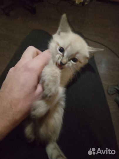 Невский маскарадный котёнок, идеальный подарок