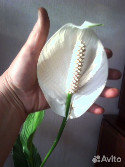 Комнатные цветы